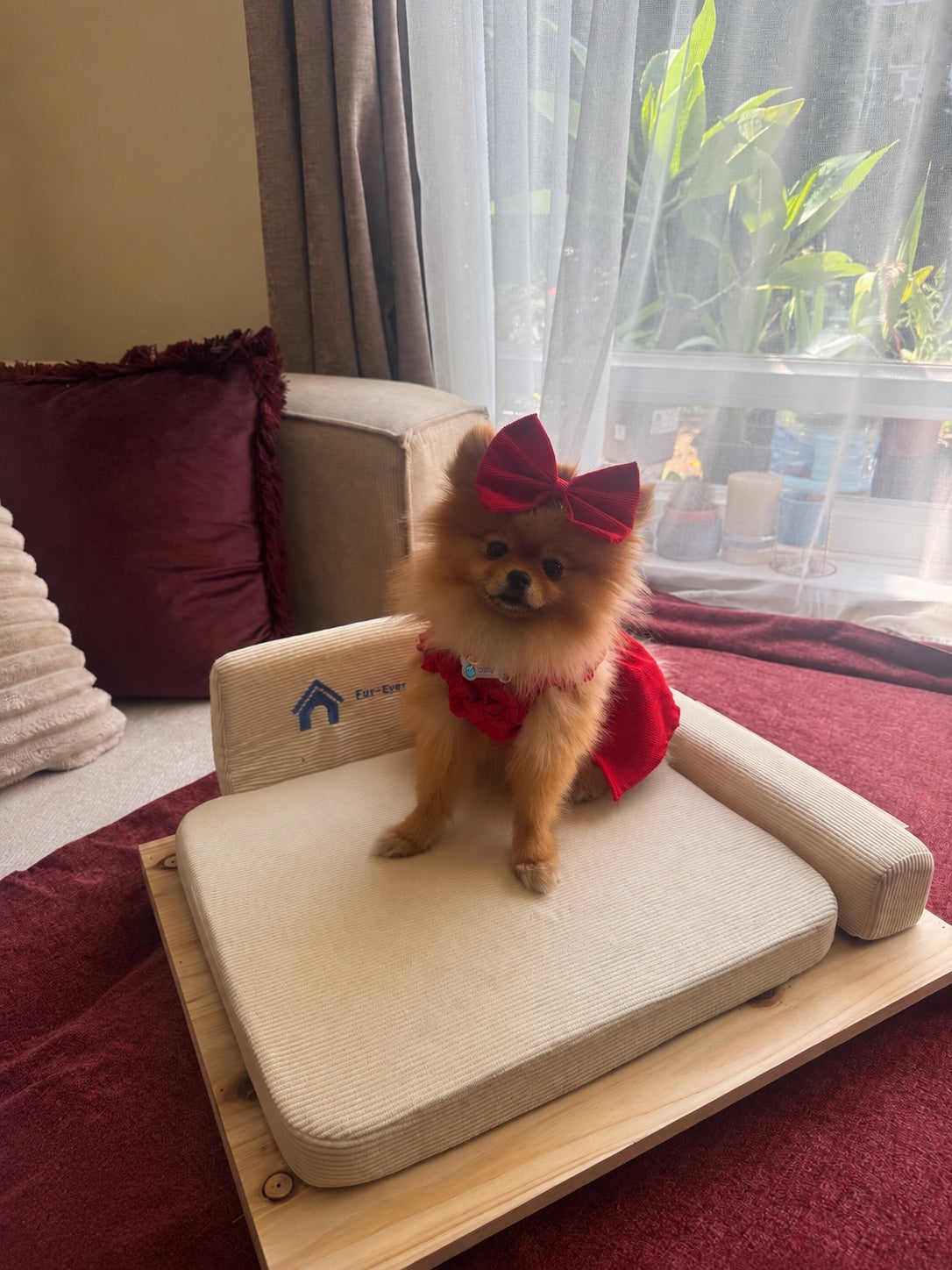 Luxury Dog Sofa – Small